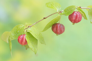 Surinam cherry tree branches filled with fruit. This plant has the scientific name Eugenia uniflora.