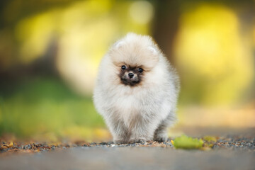 cute pomeranian spitz puppy standing outdoors