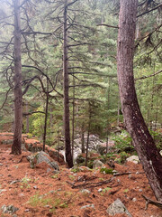 Forêt de Venaco et ravin du Mulinello  en Corse dans le massif du Rotondo