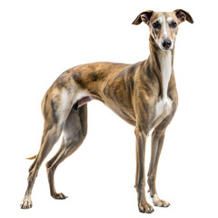 Graceful greyhound standing tall, showcasing its athletic build and sleek coat against a white background.
