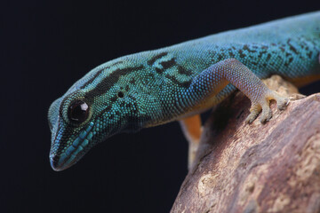 Portrait of an Electric Blue Day Gecko
