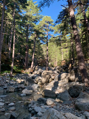 Forêt de Venaco et ravin du Mulinello en Corse dans le massif du Rotondo
