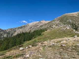Forêt de Venaco et montagnes corses
