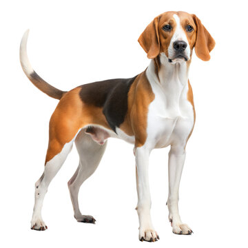 A confident English foxhound dog standing upright against a transparent or white isolated background.