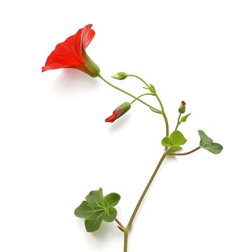 Bryony Flower isolated on white background.