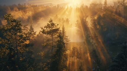 Obraz premium A captivating sunrise over a misty forest with sunbeams filtering through the trees.