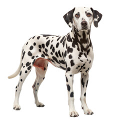 A healthy Dalmatian dog standing proudly against a transparent or white isolated background.