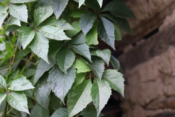 Leaves of wild grapes texture. Wall of leaves of wild grapes.Close-up texture of green wild grape leaves.