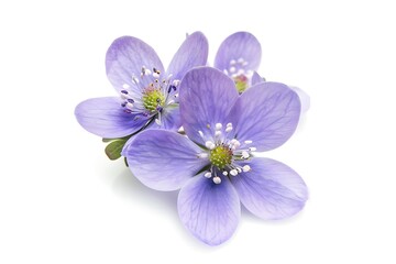 Obraz premium Hepatica Flower isolated on white background.