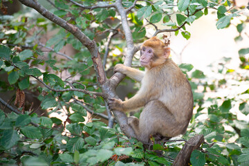 Barbary macaque ape, rhesus monkey, wildlife of North Africa, habitat jungle, young baby animal