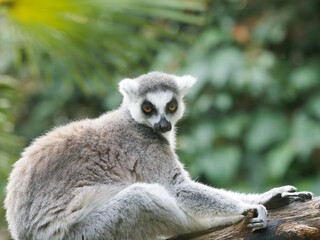 Obraz premium close-up of a cute ring-tailed lemur. Images of Lemur, Ring-tailed lemur, Monkey. Close up Lemur monkey at the zoo, summer day. Cute extic animal.