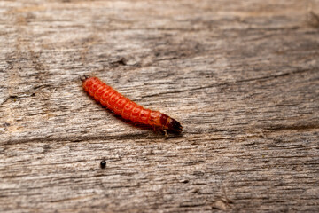 caterpillar on a table