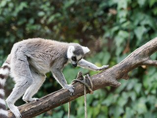 close-up of a cute ring-tailed lemur. Images of Lemur, Ring-tailed lemur, Monkey. Close up Lemur monkey at the zoo, summer day. Cute extic animal.