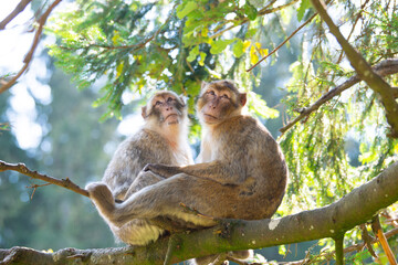 Barbary macaque ape, rhesus monkey, wildlife of North Africa, habitat jungle, couple rainforest