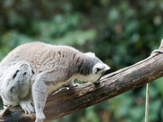 Fototapeta premium close-up of a cute ring-tailed lemur. Images of Lemur, Ring-tailed lemur, Monkey. Close up Lemur monkey at the zoo, summer day. Cute extic animal.
