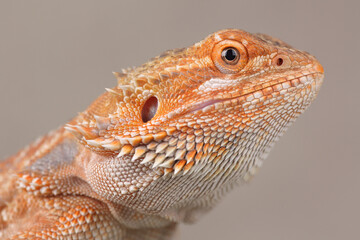 Portrait of a Central Bearded Dragon
