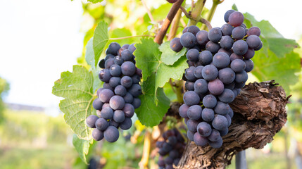 Blue grapes, Pinot Noir wine growing on vine, vineyard in Trier, Moselle Valley, Germany, landscape and agriculture, rhineland palatine