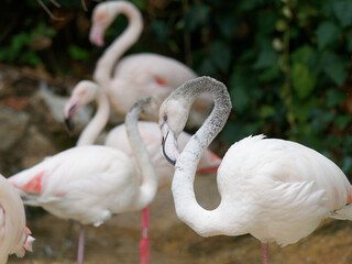 Flamingo pink, Phoenicopterus roseus, close up view
