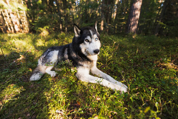 A sad husky dog ​​lies in the forest on a summer day.