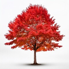 Maple tree