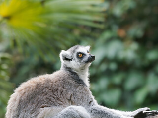 Fototapeta premium close-up of a cute ring-tailed lemur. Images of Lemur, Ring-tailed lemur, Monkey. Close up Lemur monkey at the zoo, summer day. Cute extic animal.