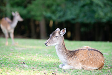 White tailed deer fawn on a meadow in autumn forest, wildlife in the woodland 