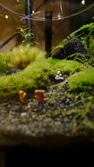 Panda in a terrarium