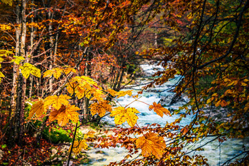 Autumn in Val Raccolana. Between peaks, lakes and streams. Julian Alps