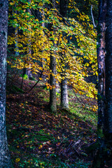 Autumn in Val Raccolana. Between peaks, lakes and streams. Julian Alps