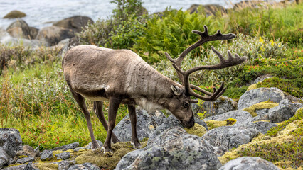 Reindeer feeding at the edge of a fjord on Senja Island, Norway