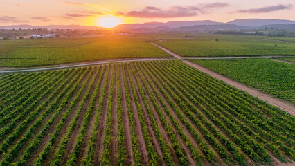 Aerial View of vineyards of Alt Pendes, the wine region of province of Barcelona in Catalonia.