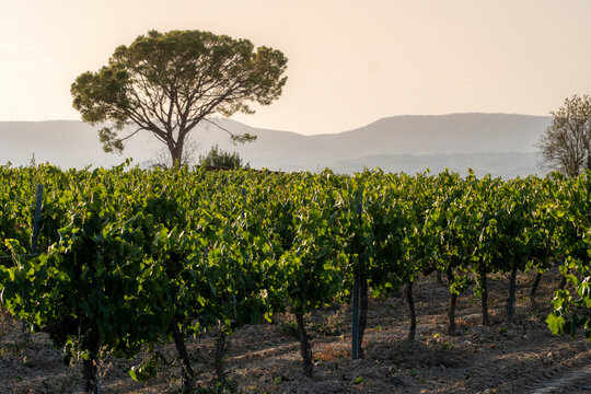 Rows of vineyard plants are overshadowed by a distinct, tall tree silhouette under the dusk sky, with hills in the background, portraying an idyllic and tranquil agricultural scene in Penedes Spain