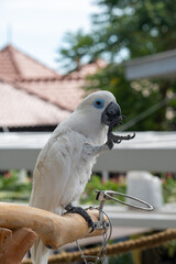 Majestic White Cockatoo Perched with Curiosity. This captivating close-up showcases a stunning...