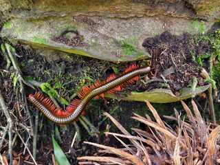 diplopoda are on the oil palm tree