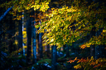 Autumn in Val Raccolana. Between peaks, lakes and streams. Julian Alps