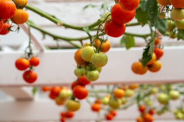 Luscious cherry tomatoes ripen on the vine, a vibrant harvest ready for the picking.

