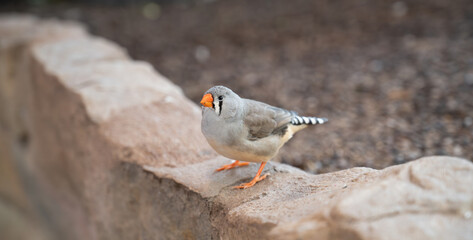 Fototapeta premium Zebra finch sitting on a stone wall, wild bird in nature, Taeniopygia guttata, wildlife Indonesia 