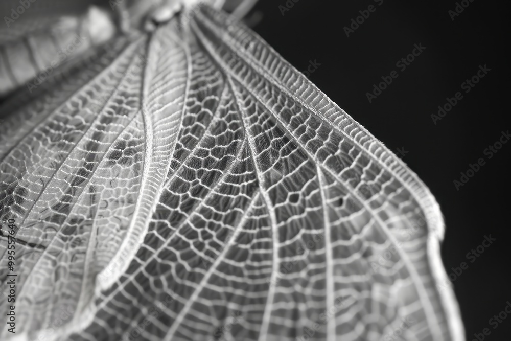 Poster Close-up view of a colorful butterfly wing showcasing intricate patterns and textures in natural light