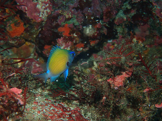 Stout chromis in Izu, Japan