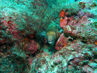 Kidako moray in Izu, Japan