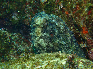 Big blue octopus in Izu, Japan