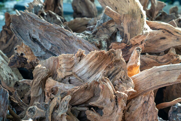 Intricate Textures of Natural Driftwood. This collection of images showcases the captivating beauty of weathered driftwood, perfect for adding a touch of organic elegance to any space.

