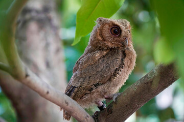 Obraz premium celepuk jawa or javan scops owl (Otus angelineae) perched on tree branch in the forst during the day