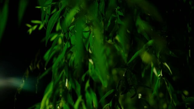 nature willow leaves overhead , night scene. bright green. close up. ecology in city