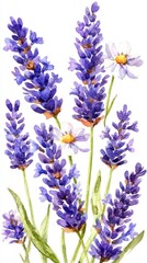 Naklejka premium Watercolor Painting of Lavender Flowers and Daisies