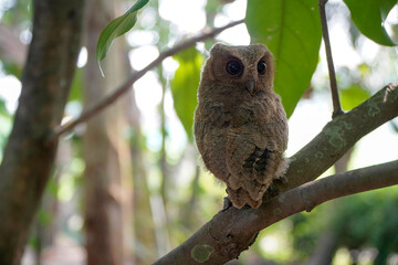 Obraz premium celepuk jawa or javan scops owl (Otus angelineae) perched on tree branch in the forst during the day