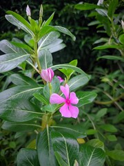 Obraz premium A close up of a pink periwinkle flower blooming in a garden, surrounded by green leaves.