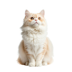 Fototapeta premium Adorable White and Orange Tabby Cat Looking Up