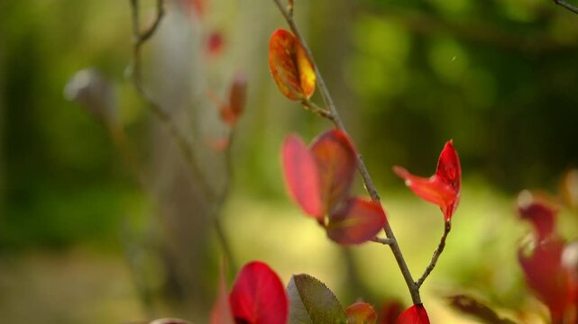 nature red fall and ecology autumn red leaves, close up. blurred background