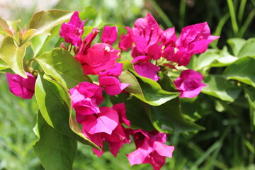 Pink flowers in the garden